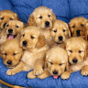 Meet your Posher, Deandra